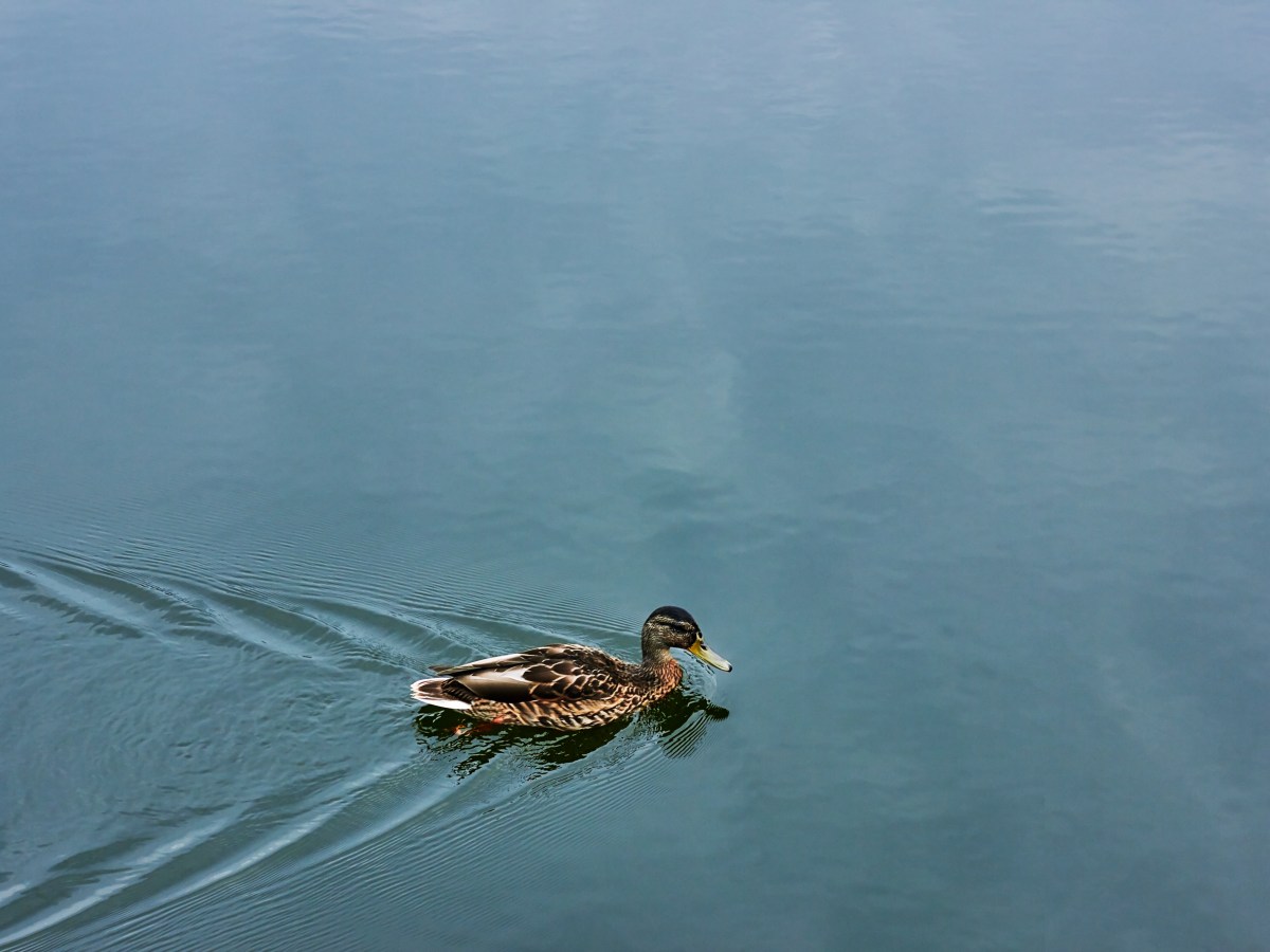 Écrit rupestre ou post natif : une trace dans&nbsp;l&rsquo;eau